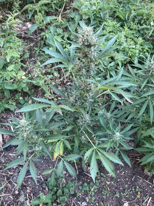 5 Auto Strains Outdoor Sommer 26. Week 13