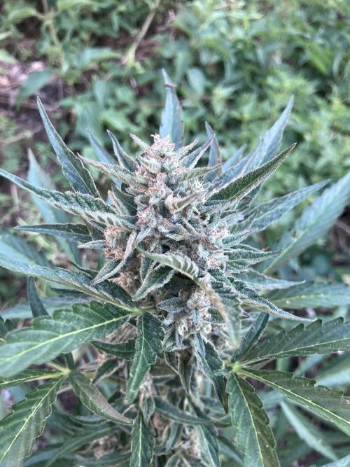5 Auto Strains Outdoor Sommer 26. Week 13