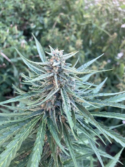 5 Auto Strains Outdoor Sommer 26. Week 13