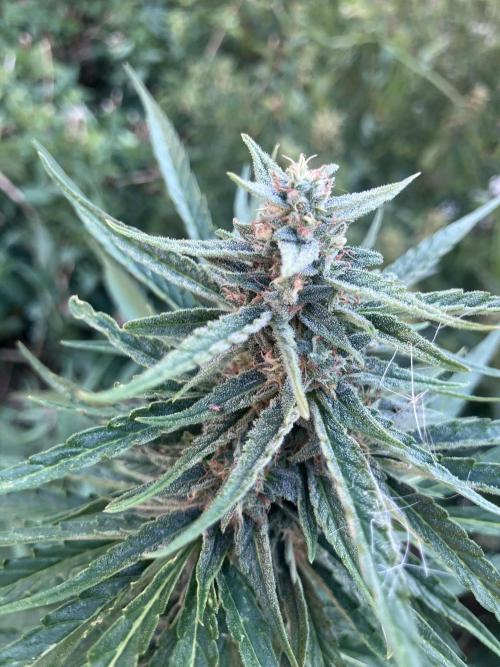 5 Auto Strains Outdoor Sommer 26. Week 13