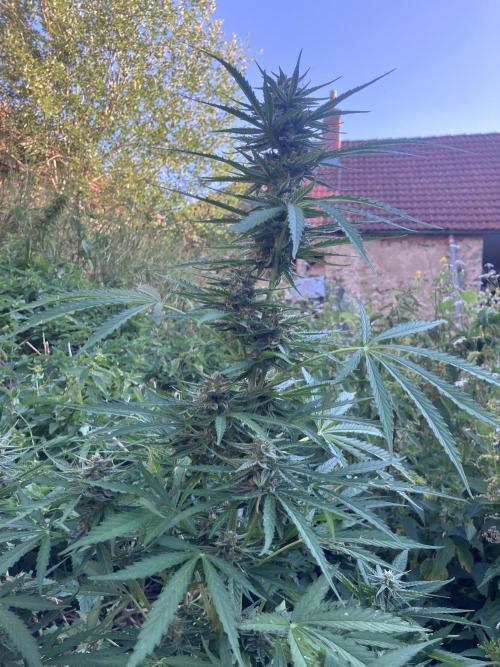 5 Auto Strains Outdoor Sommer 26. Week 13