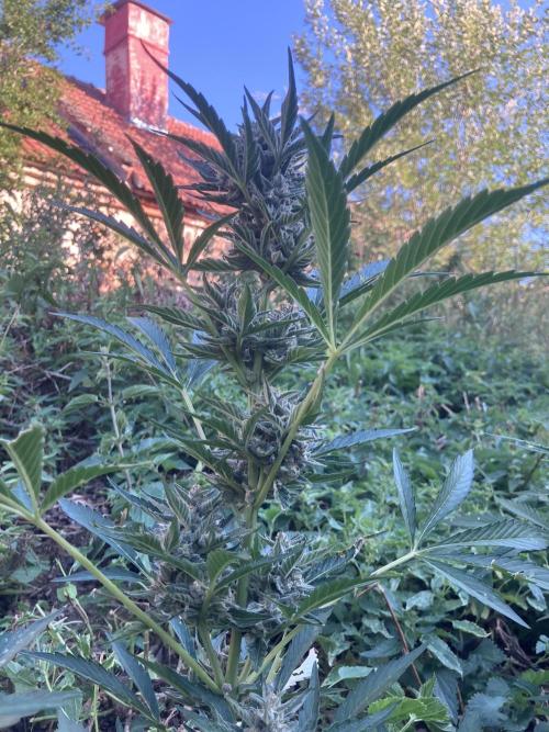 5 Auto Strains Outdoor Sommer 26. Week 13