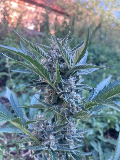 5 Auto Strains Outdoor Sommer 26. Week 13