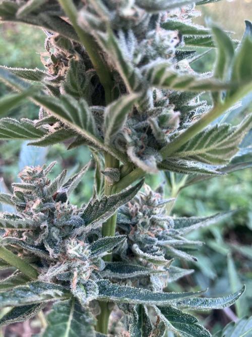 5 Auto Strains Outdoor Sommer 26. Week 13