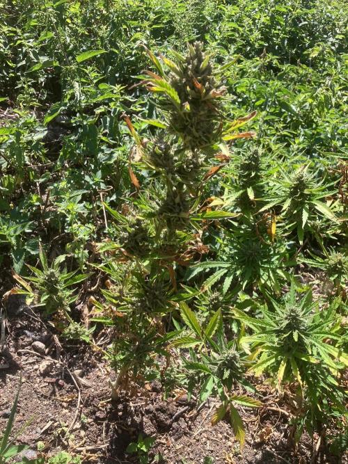 5 Auto Strains Outdoor Sommer 26. Week 15