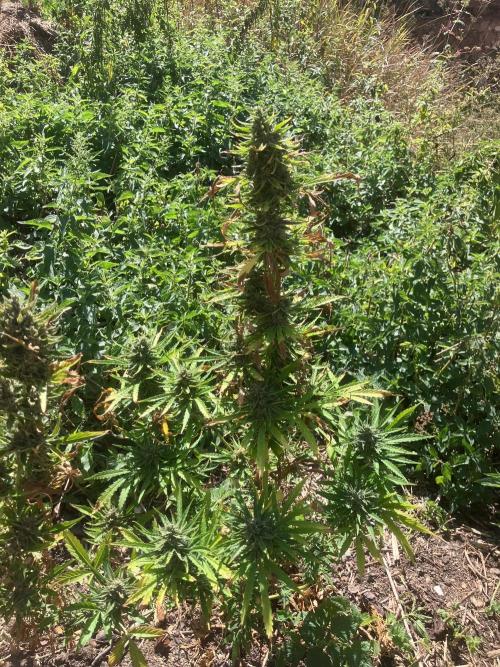 5 Auto Strains Outdoor Sommer 26. Week 15
