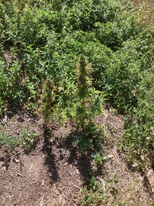 5 Auto Strains Outdoor Sommer 26. Week 15