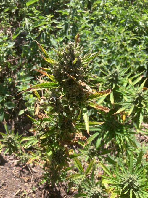 5 Auto Strains Outdoor Sommer 26. Week 15