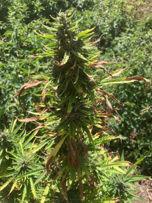 5 Auto Strains Outdoor Sommer 26. Week 15