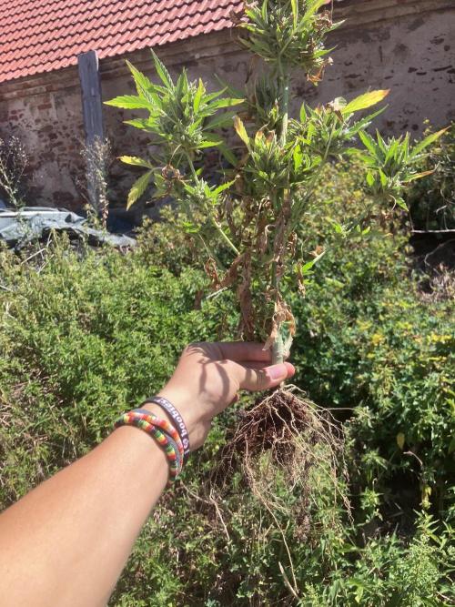 5 Auto Strains Outdoor Sommer 26. Week 15