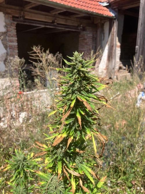 5 Auto Strains Outdoor Sommer 26. Week 15