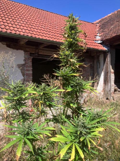 5 Auto Strains Outdoor Sommer 26. Week 15