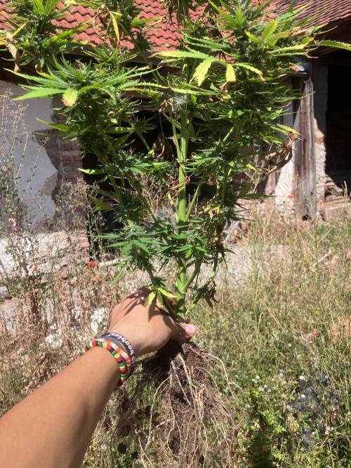 5 Auto Strains Outdoor Sommer 26. Week 15