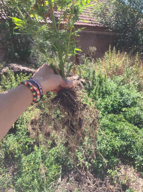 5 Auto Strains Outdoor Sommer 26. Week 15