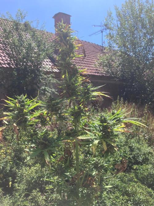 5 Auto Strains Outdoor Sommer 26. Week 15