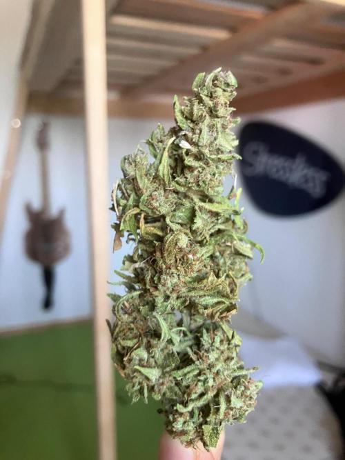 5 Auto Strains Outdoor Sommer 26. Week 16