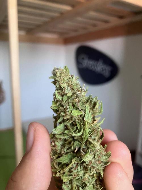 5 Auto Strains Outdoor Sommer 26. Week 16