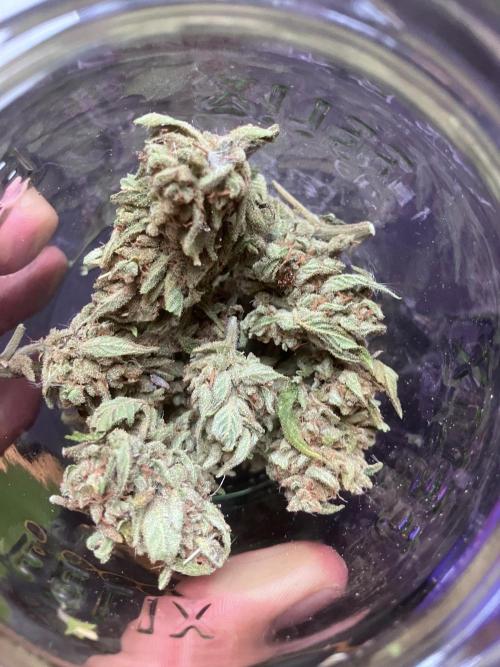 5 Auto Strains Outdoor Sommer 26. Week 16