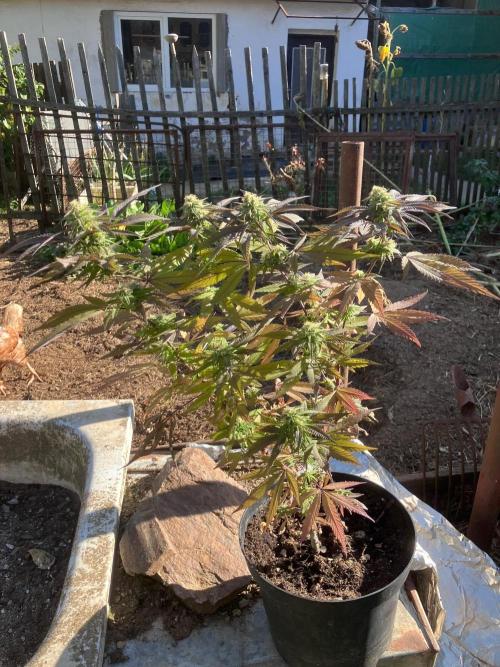 5 Auto Strains Outdoor Sommer 26. Week 26