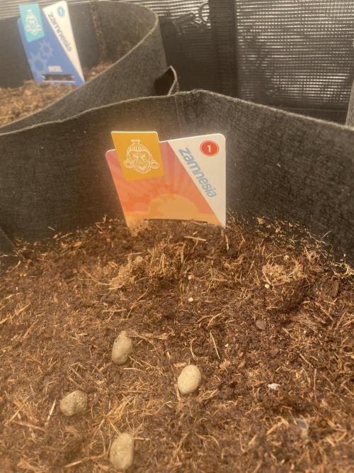 My First Growth--- Zamnesia Fast Pack. Week 0 - SS Day1