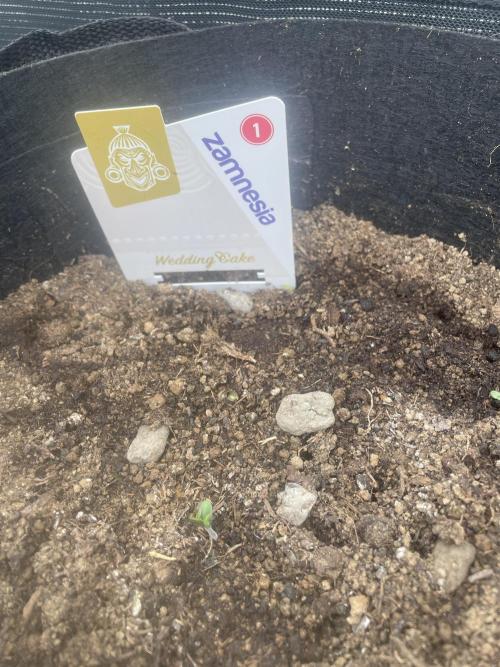 My First Growth--- Zamnesia Fast Pack. Week 0 - WK Day4