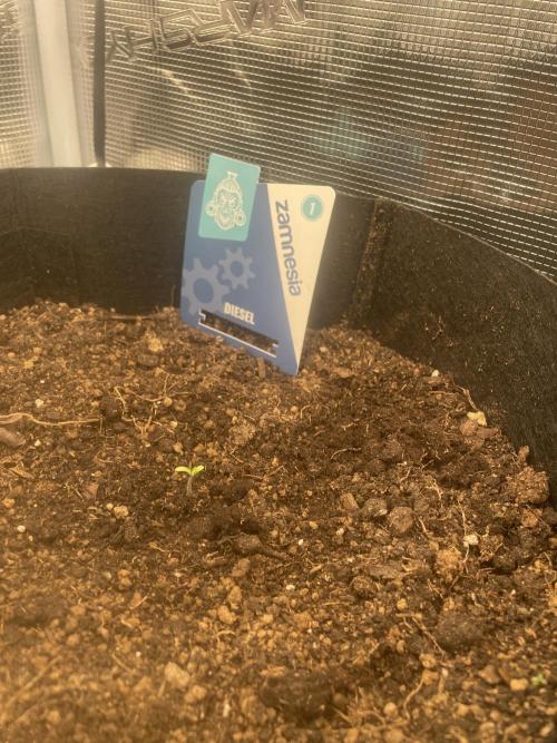 My First Growth--- Zamnesia Fast Pack. Week 0 - D Day4