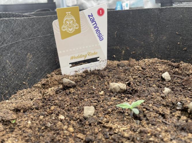 My First Growth--- Zamnesia Fast Pack. Week 0 - WK Day 6