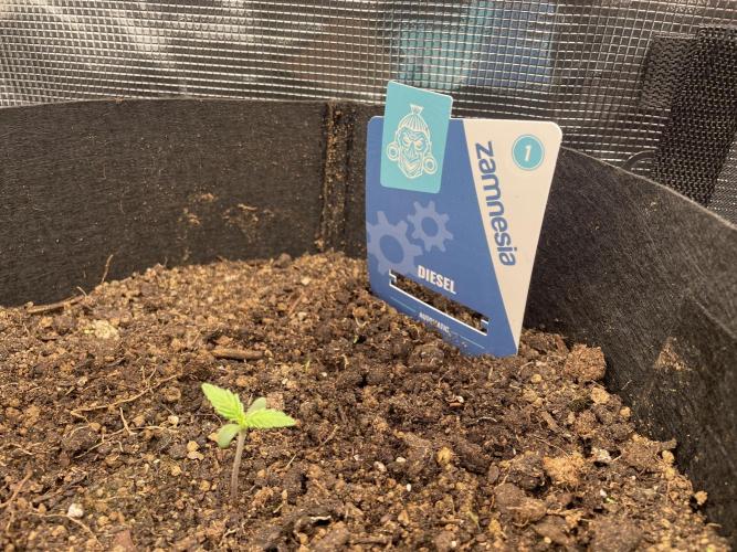 My First Growth--- Zamnesia Fast Pack. Week 0 - D Day 6