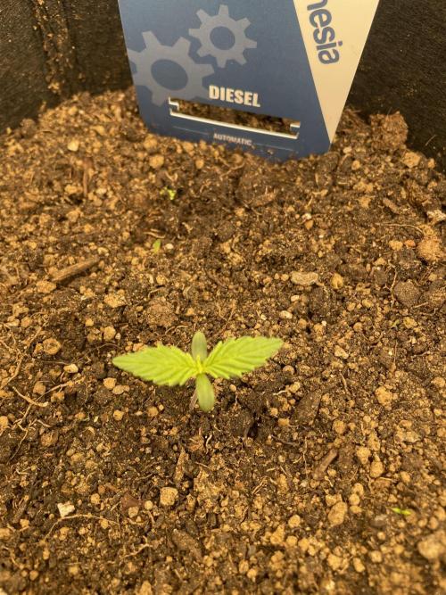 My First Growth--- Zamnesia Fast Pack. Week 1 - D Day 7
