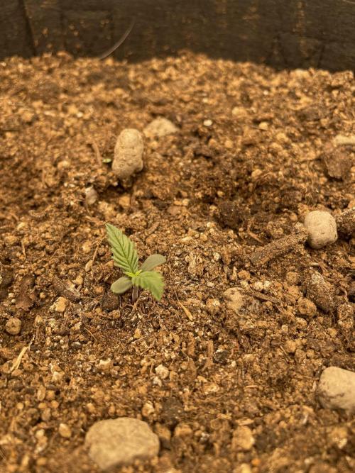 My First Growth--- Zamnesia Fast Pack. Week 1 - WC Day 7