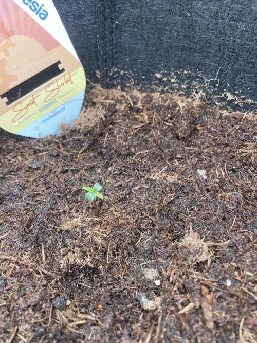 My First Growth--- Zamnesia Fast Pack. Week 1 - SS Day4