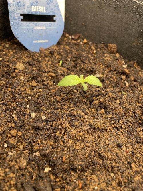 My First Growth--- Zamnesia Fast Pack. Week 1 - D Day8