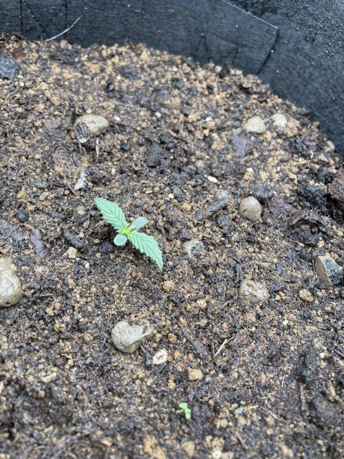 My First Growth--- Zamnesia Fast Pack. Week 1 - WC Day8