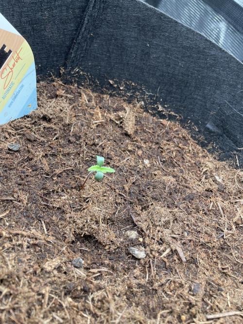 My First Growth--- Zamnesia Fast Pack. Week 1 - SS Day5