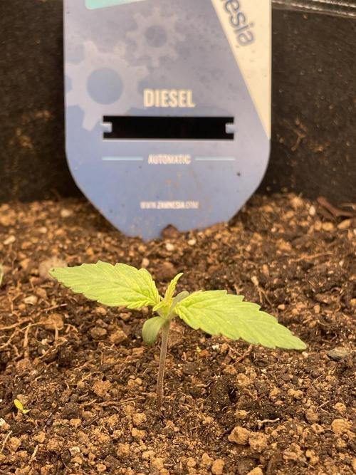 My First Growth--- Zamnesia Fast Pack. Week 1 - D Day 9