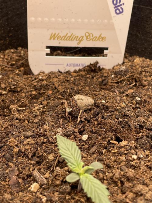My First Growth--- Zamnesia Fast Pack. Week 1 - WC Day 9