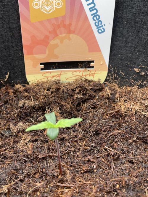 My First Growth--- Zamnesia Fast Pack. Week 1 - SS Day 6