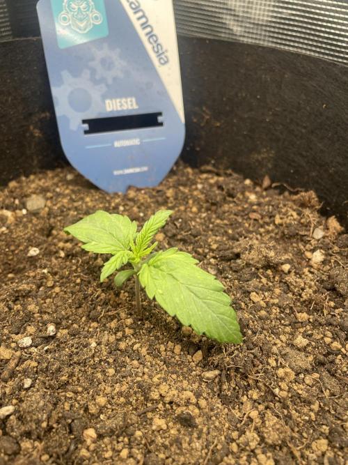 My First Growth--- Zamnesia Fast Pack. Week 1 - D Day 11