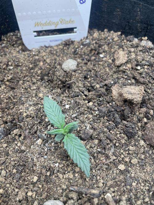 My First Growth--- Zamnesia Fast Pack. Week 1 - WC Day 11