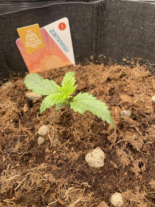 My First Growth--- Zamnesia Fast Pack. Week 2 - SS Day 12