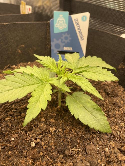 My First Growth--- Zamnesia Fast Pack. Week 2 - D Day 15