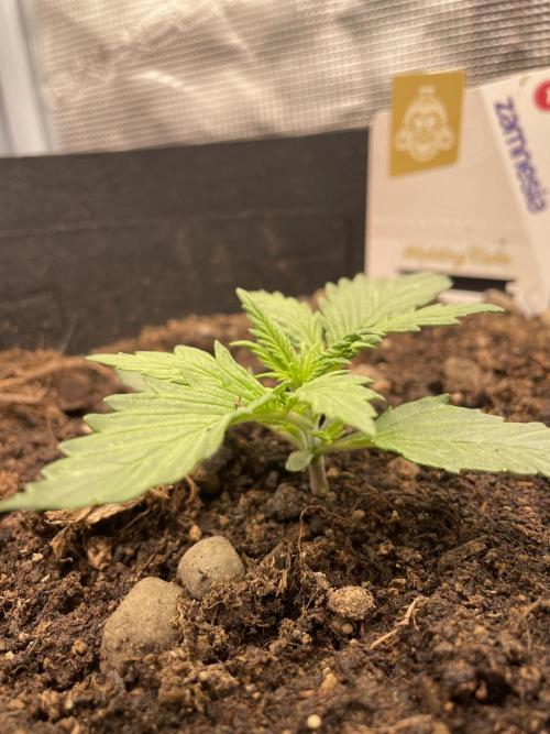 My First Growth--- Zamnesia Fast Pack. Week 2 - Wc Day 15