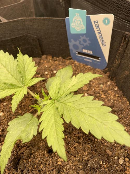 My First Growth--- Zamnesia Fast Pack. Week 2 - D Day 16 First training topping