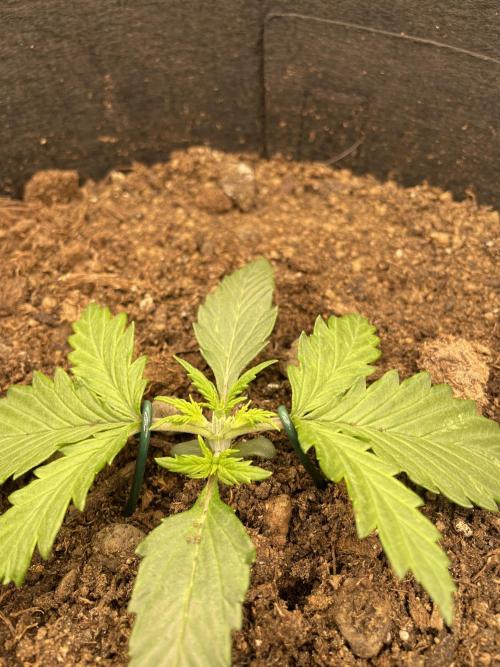 My First Growth--- Zamnesia Fast Pack. Week 2 - WC Day 16 Topping + starting LST