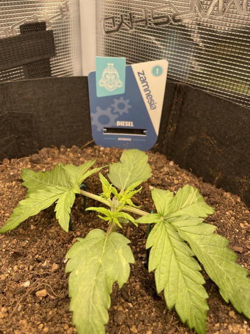 My First Growth--- Zamnesia Fast Pack. Week 2 - D Day 16 Starting LST