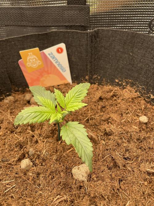 My First Growth--- Zamnesia Fast Pack. Week 2 - SS Day 13
