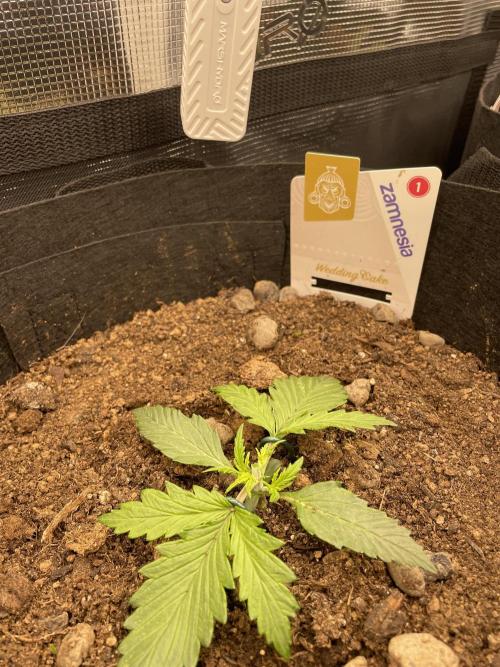 My First Growth--- Zamnesia Fast Pack. Week 2 - WC Day 16