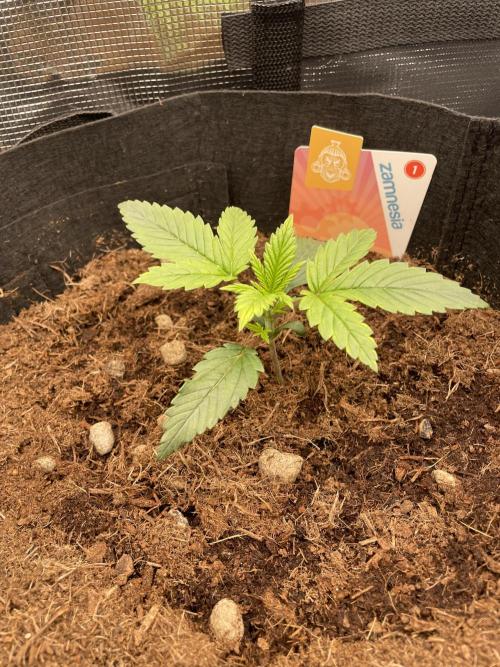 My First Growth--- Zamnesia Fast Pack. Week 3 - SS Day 15