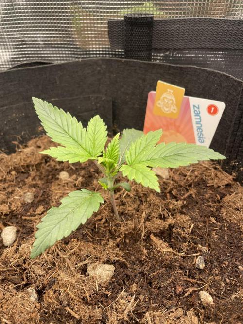 My First Growth--- Zamnesia Fast Pack. Week 3 - SS Day 15