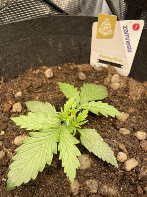 My First Growth--- Zamnesia Fast Pack. Week 3 - WC Day18 topped  - LST